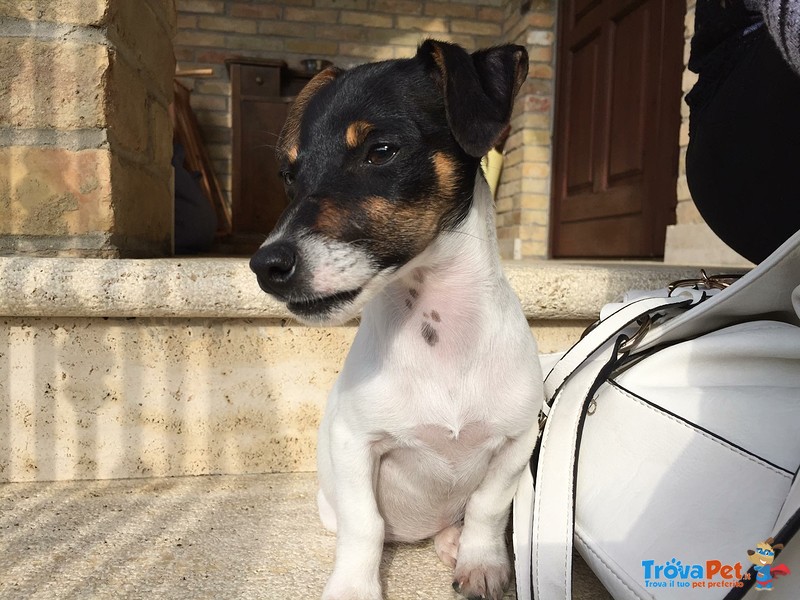 Cucciola jack Russel con Pedigree Roi - Foto n. 1