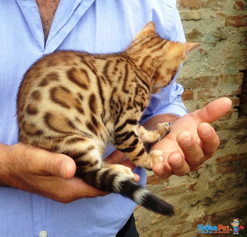 Stupendi Gattini Bengala, Pedigree Anfi - Foto n. 2