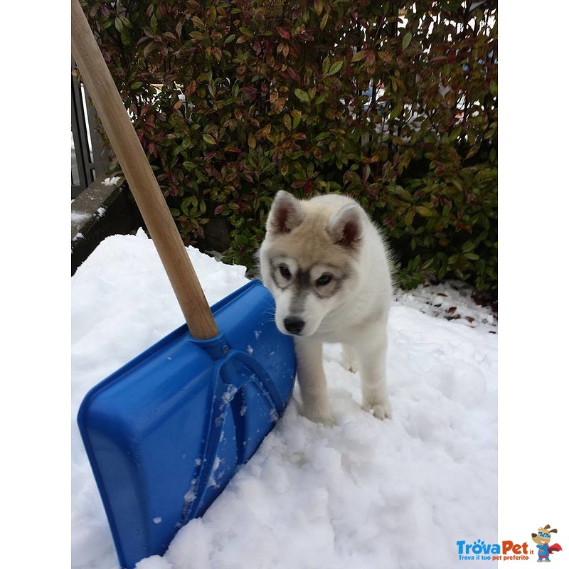 Cuccioli di Siberian Husky - Foto n. 2