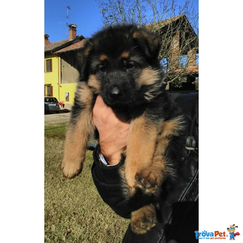 Pastore Tedesco Cucciolo Cuccioli - Foto n. 1