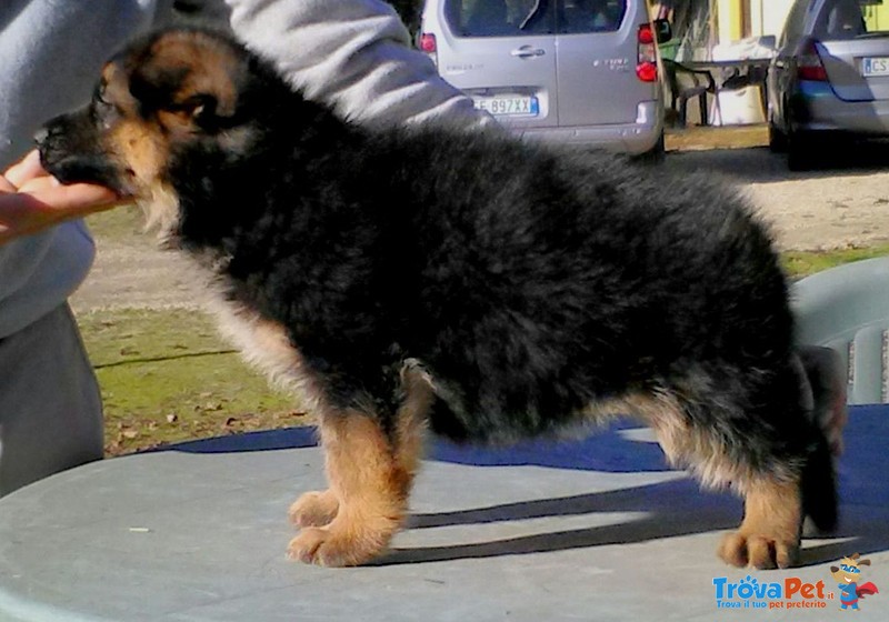 Pastore Tedesco Cucciolo Cuccioli - Foto n. 3