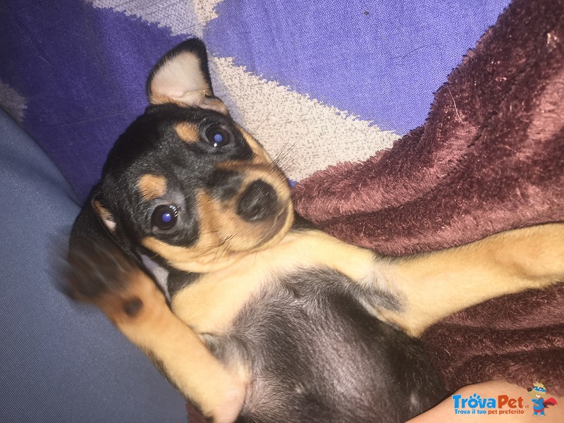 Cucciolo di Pinscher Cerca una Famiglia - Foto n. 1