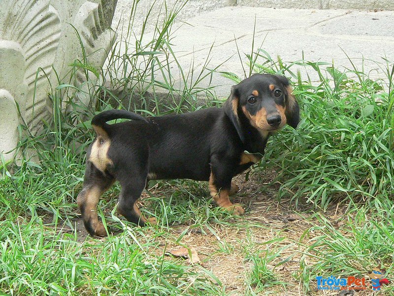 Cuccioli Bassotto nano e Kaninchen - Foto n. 1