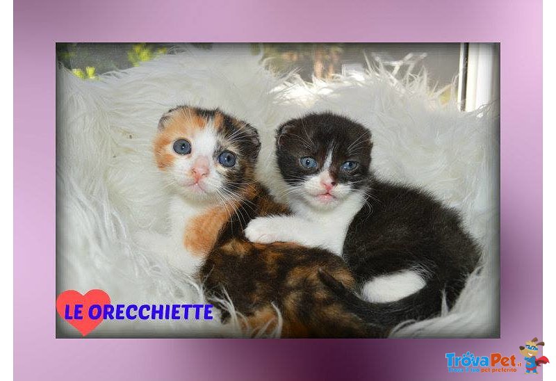 Gattine le Orecchiette - Foto n. 1