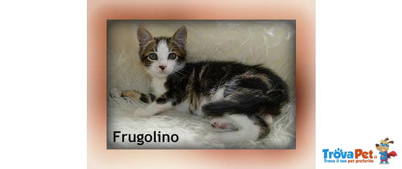 Gattino Frugolino - Foto n. 3