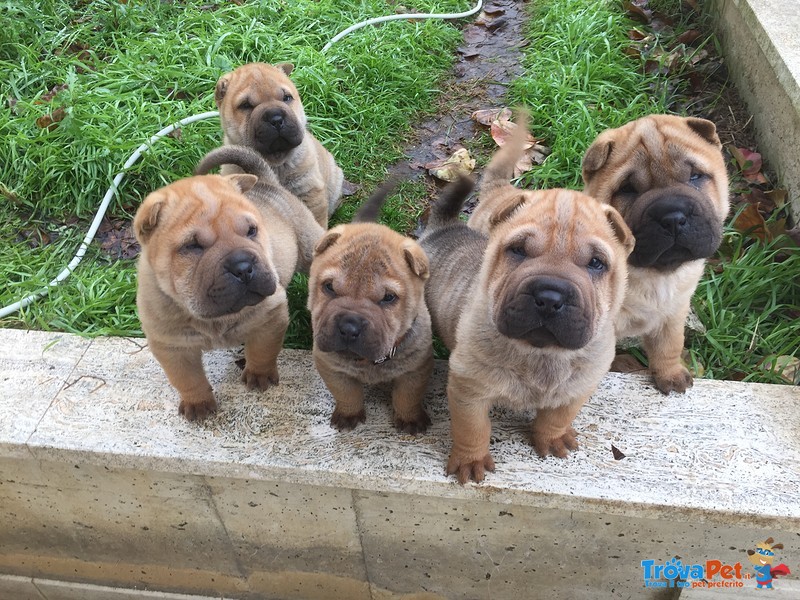 Shar pei Cuccioli - Foto n. 1