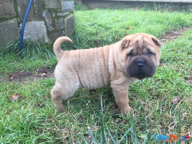 Shar pei Cuccioli - Foto n. 2