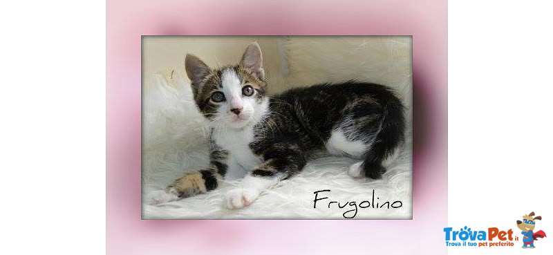 Gattino Frugolino - Foto n. 4