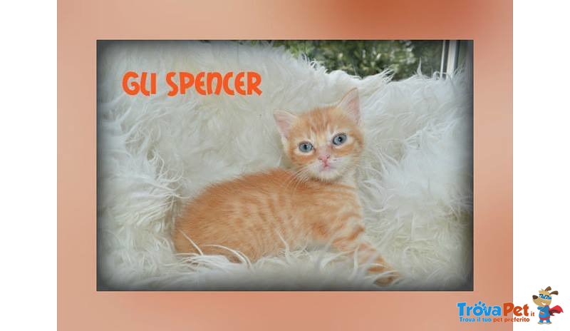Gattini Spencer - Foto n. 1