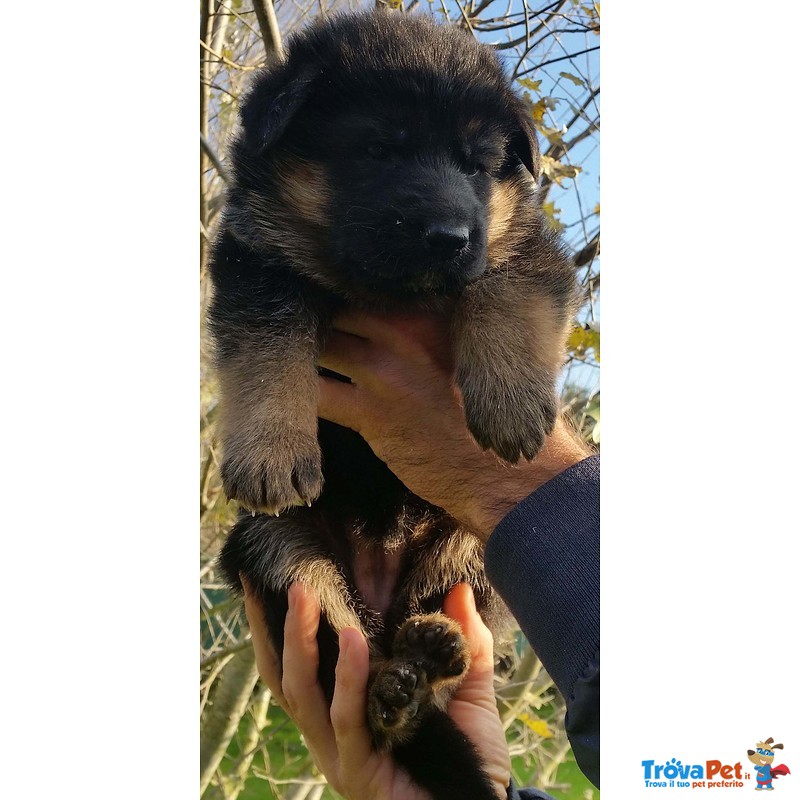 Favolosi Cuccioli di Pastore Tedesco di Altissima Genealogia - Foto n. 2