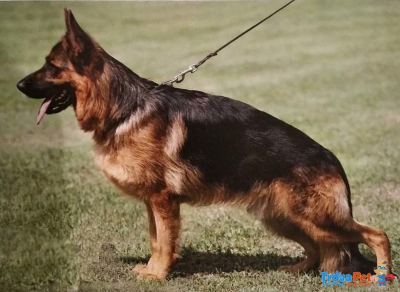 Favolosi Cuccioli di Pastore Tedesco di Altissima Genealogia - Foto n. 7