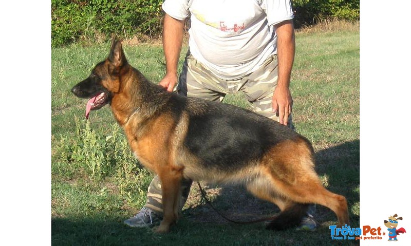 Favolosi Cuccioli di Pastore Tedesco di Altissima Genealogia - Foto n. 8