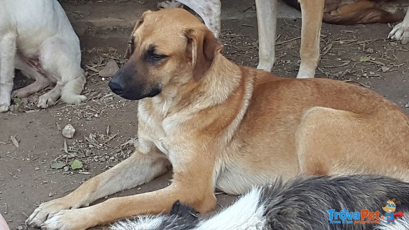 Bondita Cucciolona di 10 mesi Futura Taglia Grande Cerca Famiglia - Foto n. 2