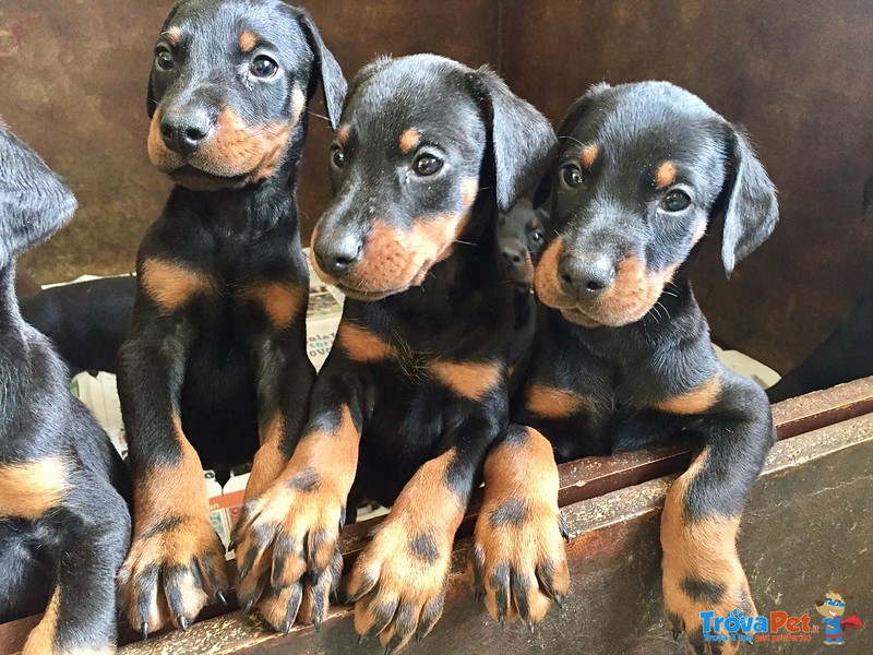 Di casa fox Cuccioli di Dobermann - Foto n. 1