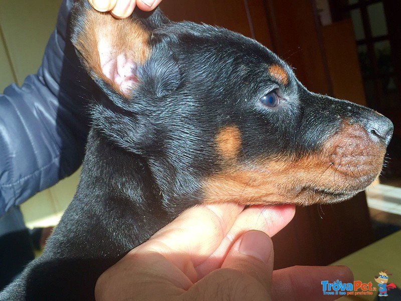 Di casa fox Cuccioli di Dobermann - Foto n. 2