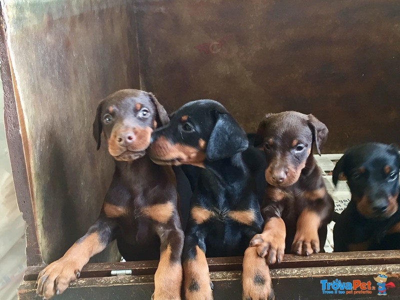 Di casa fox Cuccioli di Dobermann - Foto n. 3