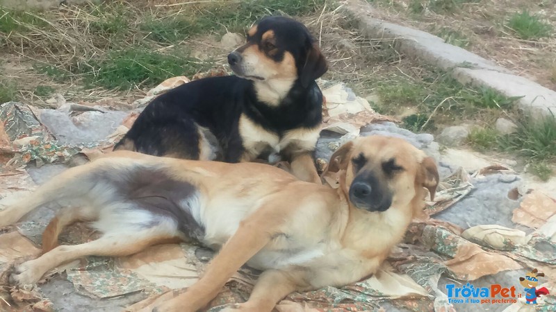 Buddy e rosy in Cerca di un Amico e una casa Accogliente - Foto n. 1