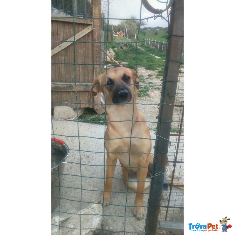 Buddy e rosy in Cerca di un Amico e una casa Accogliente - Foto n. 3