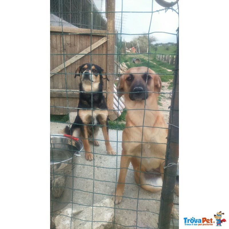 Buddy e rosy in Cerca di un Amico e una casa Accogliente - Foto n. 4