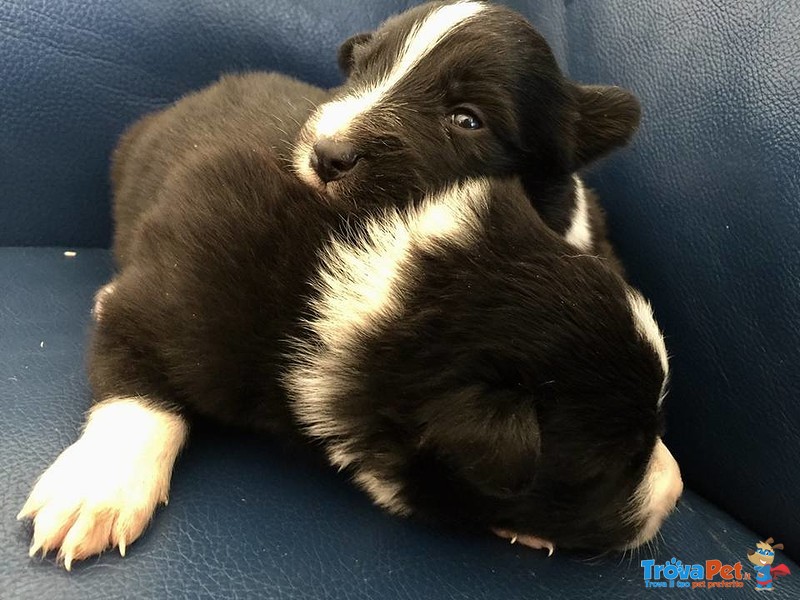 Border Collie - Foto n. 2