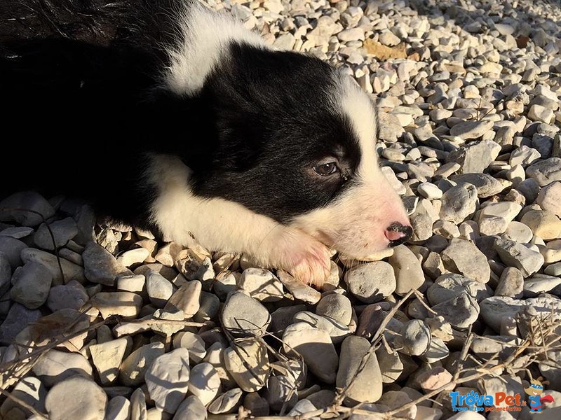 Border Collie - Foto n. 3