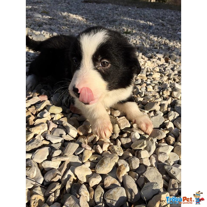 Border Collie - Foto n. 4