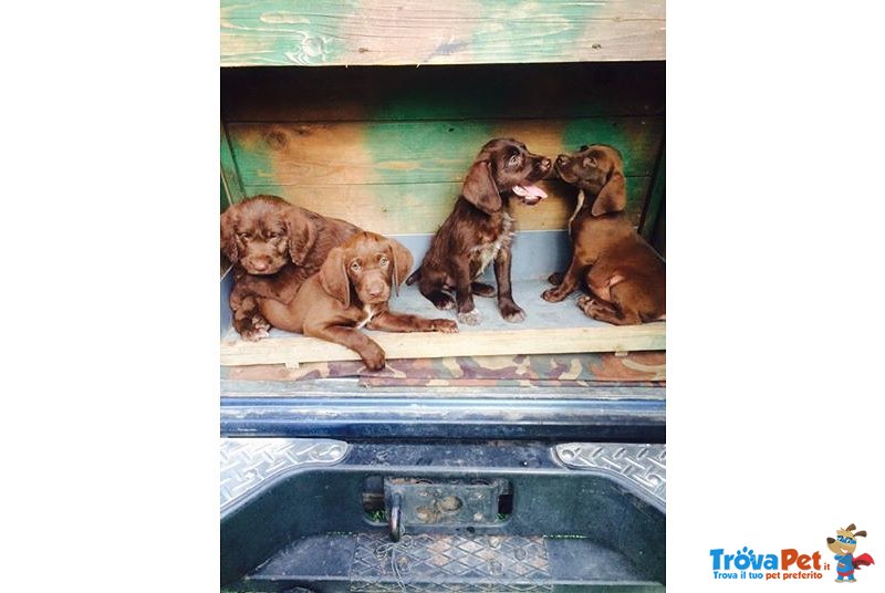 Cuccioli di Bracco Italiano da Tartufo - Foto n. 1