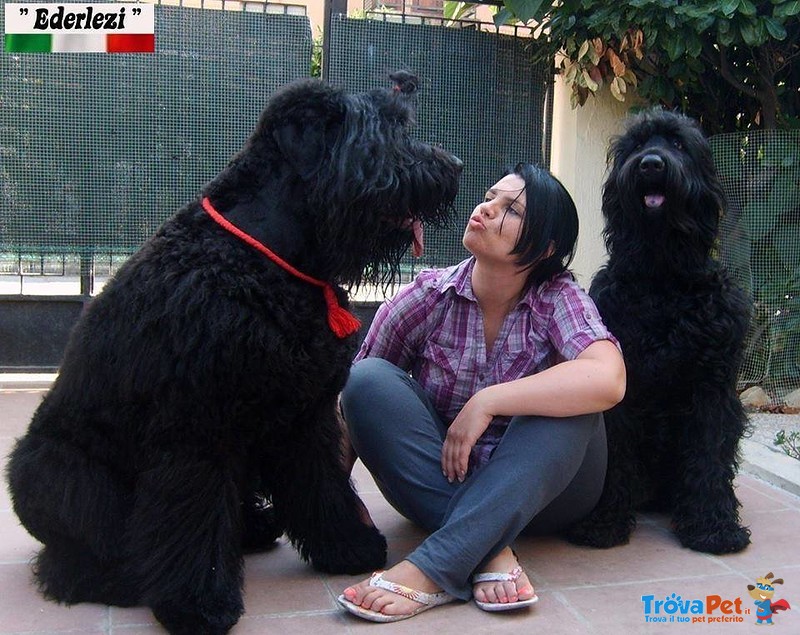 Terrier nero Russo - Cuccioli - Foto n. 5