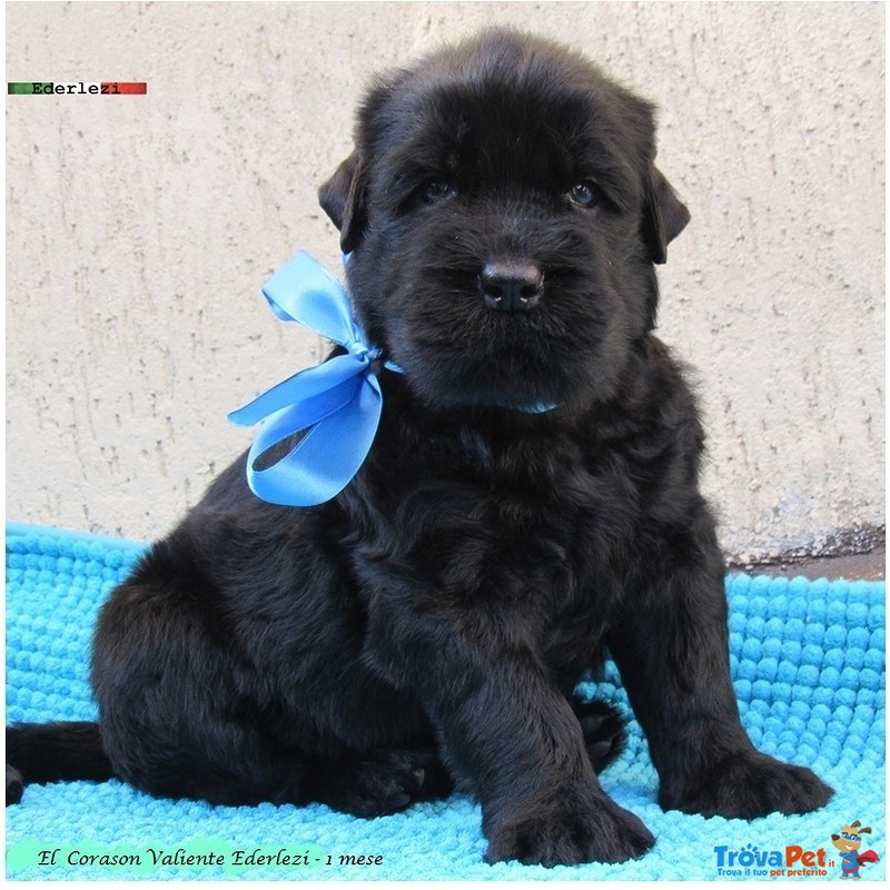 Terrier nero Russo - Cuccioli - Foto n. 12