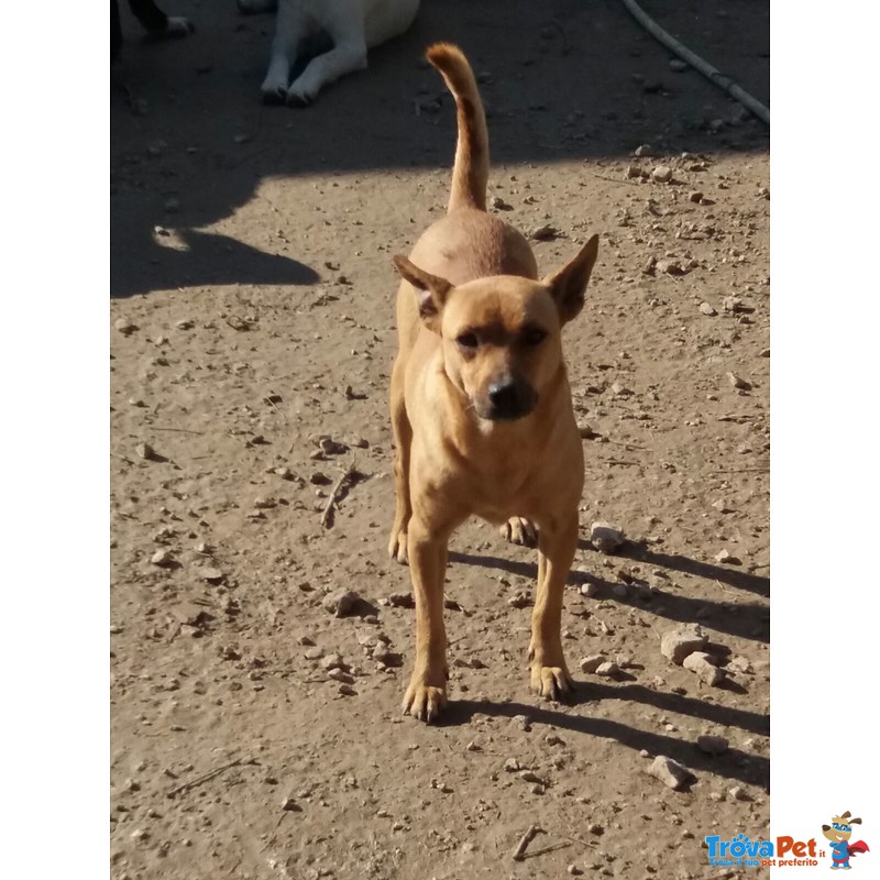 Mama Giovane Cagnolina Cerca Padrone - Foto n. 1