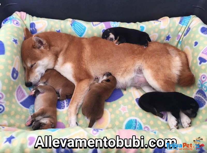 Cucciolata Shiba inu Disponibile dal 30 Dicembre 2016 Affrettati - Foto n. 1