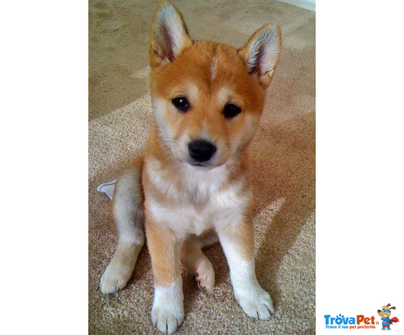 Cucciolata Shiba inu Disponibile dal 30 Dicembre 2016 Affrettati - Foto n. 2