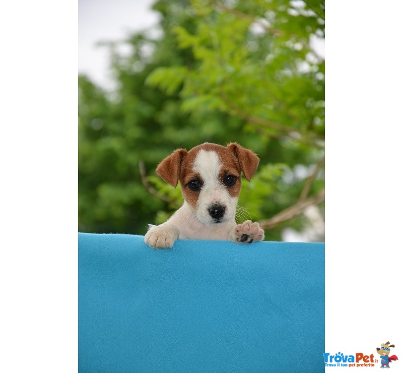 Bellissimi Cuccioli di jack Russell Terrier - Foto n. 4