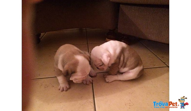 Bellissimi Cuccioli di Bulldog Inglese Maschio e Femminile - Foto n. 1