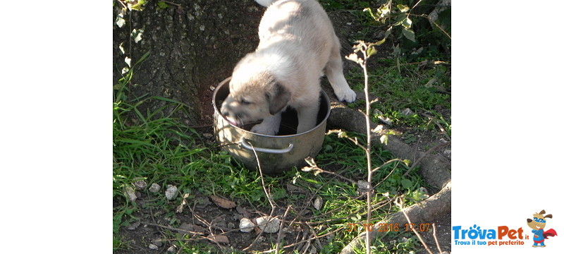 Cucciolo Splendido - Foto n. 3