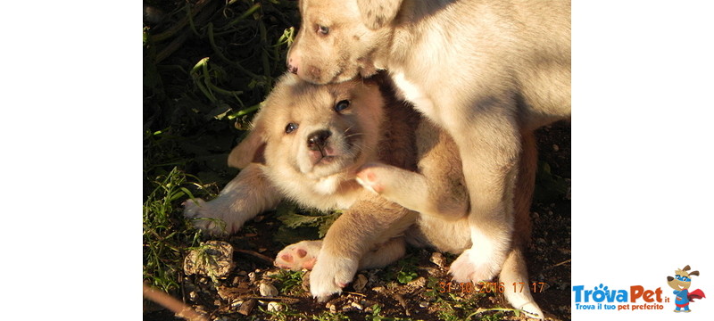 Cucciolo Splendido - Foto n. 6