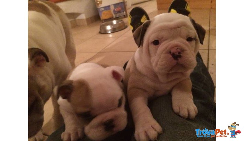 Bellissimi Cuccioli di Bulldog Inglese Maschio e Femminile - Foto n. 2