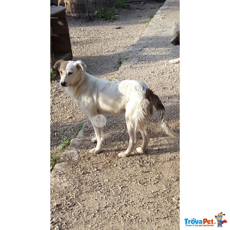 Giovane Cagnolina di 10 mesi Aspetta Famiglia - Foto n. 1