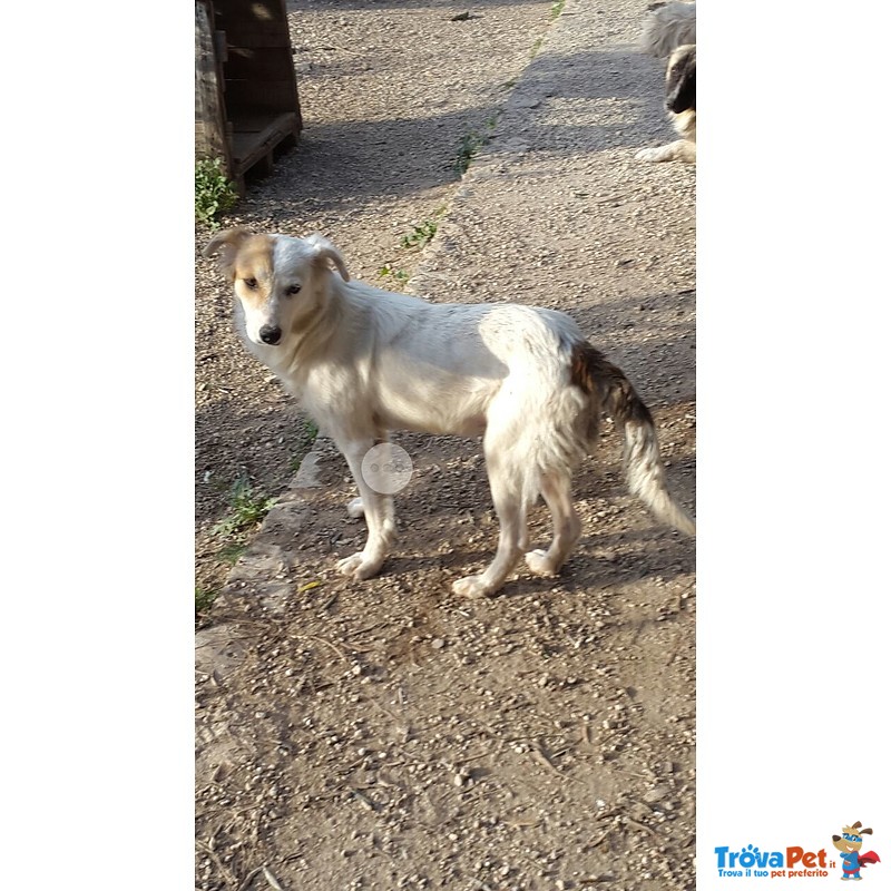 Giovane Cagnolina di 10 mesi Aspetta Famiglia - Foto n. 2