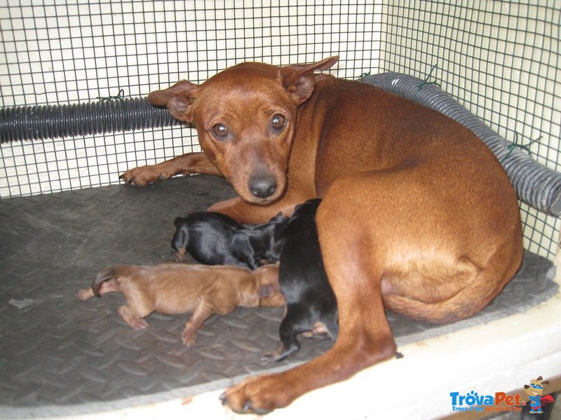 Pinscher Razza Pura - Foto n. 4