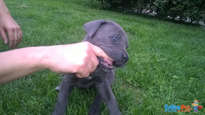 Cane Corso Grigio Tigrato con Pedigree - Foto n. 1