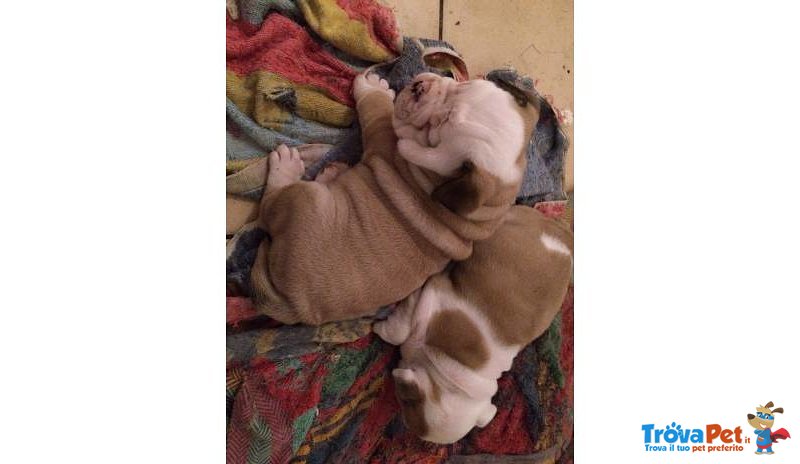 Bellissimi Cuccioli di Bulldog Inglese Maschio e Femminile - Foto n. 3