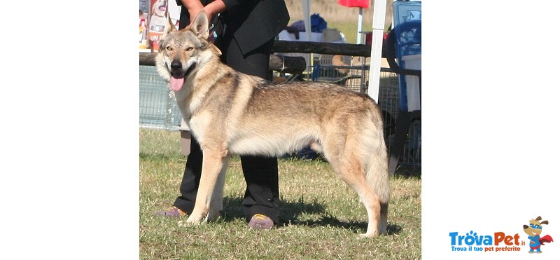 Cane lupo Cecoslovacco - Foto n. 4