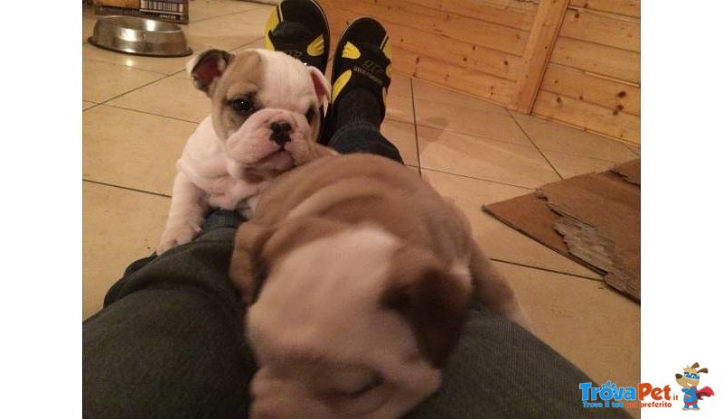 Bellissimi Cuccioli di Bulldog Inglese Maschio e Femminile - Foto n. 4