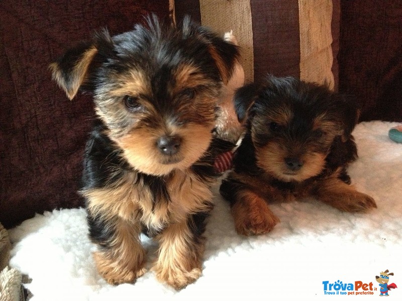 Bellissimi Cuccioli Yorkshire Terrier - Foto n. 1