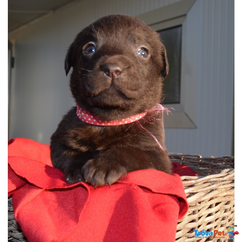 Cuccioli Labrador con Pedigree - Foto n. 2