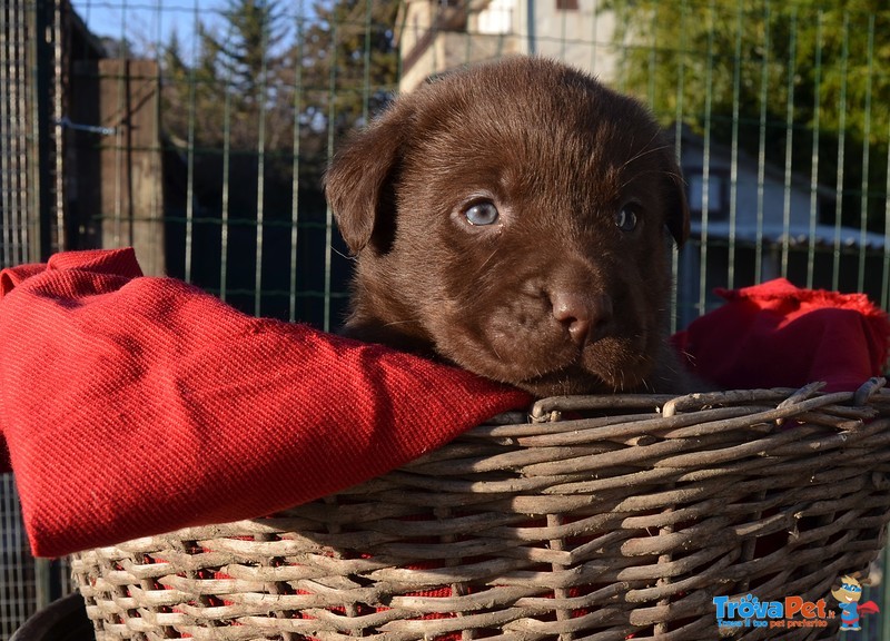 Cuccioli Labrador con Pedigree - Foto n. 3