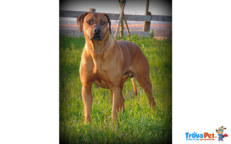 Rhodesian Ridgeback Cuccioli - Foto n. 1