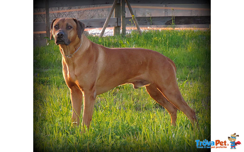 Rhodesian Ridgeback Cuccioli - Foto n. 2