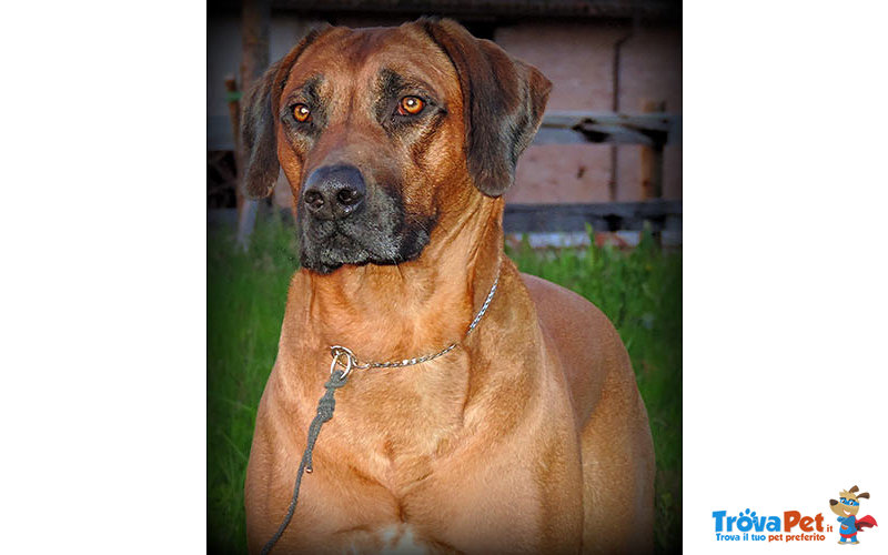 Rhodesian Ridgeback Cuccioli - Foto n. 3